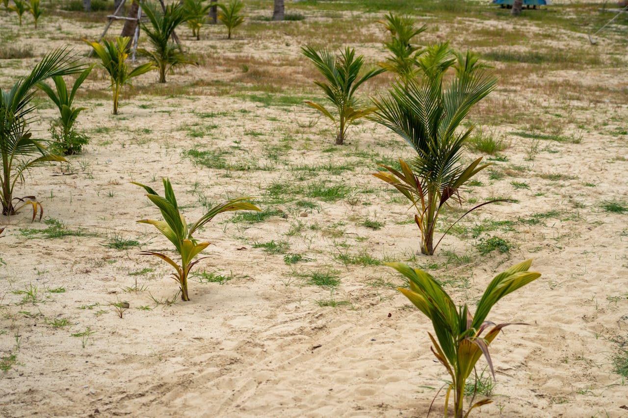 The Quick Fix for Sandy Soil That Won’t Wash Away