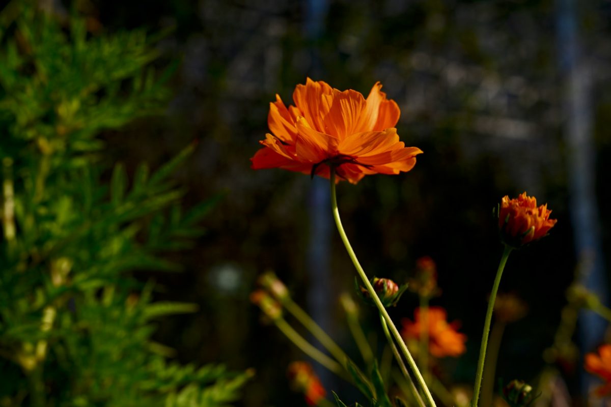 What to Plant for Natural Pest Control Without Sprays