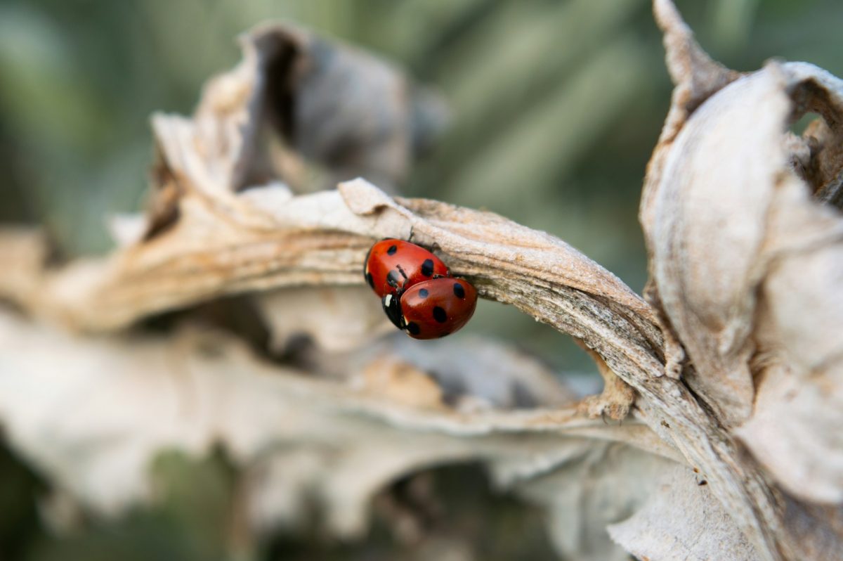 Garden Pest Alert: Why Aphids Multiply Rapidly and How to Stop Them Early