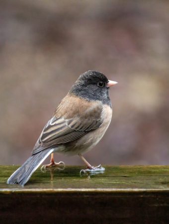 5 DIY Bird Deterrents That Protect Seeds and Seedlings