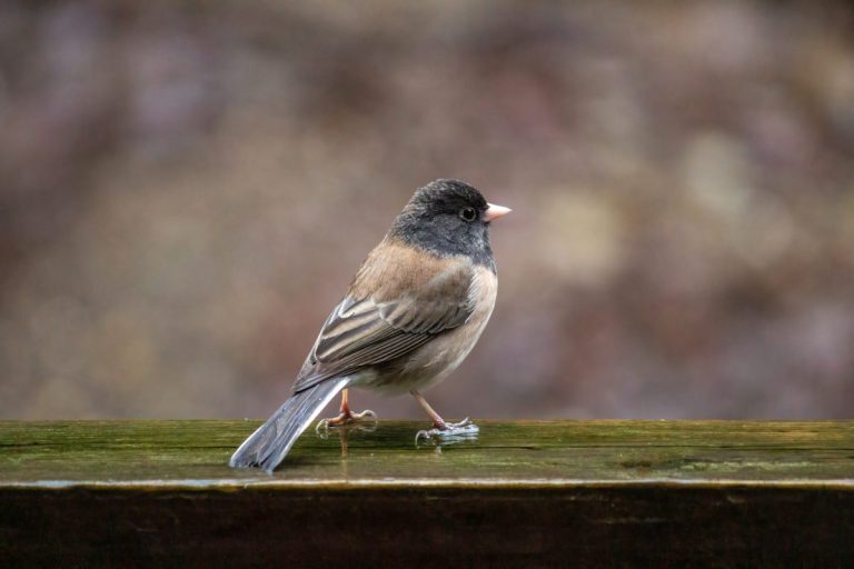 5 DIY Bird Deterrents That Protect Seeds and Seedlings