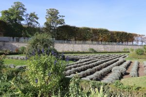 5 Budget Ways to Mark Garden Rows Clearly