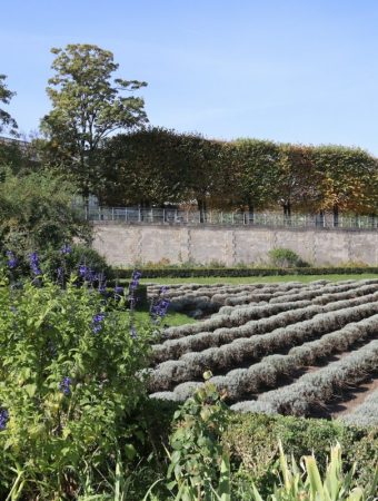 5 Budget Ways to Mark Garden Rows Clearly