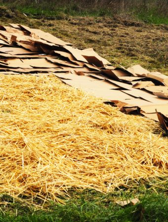 The Cardboard Barrier: The Permanent Fix for Weeds That Costs $0