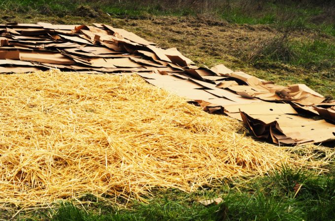 The Cardboard Barrier: The Permanent Fix for Weeds That Costs $0