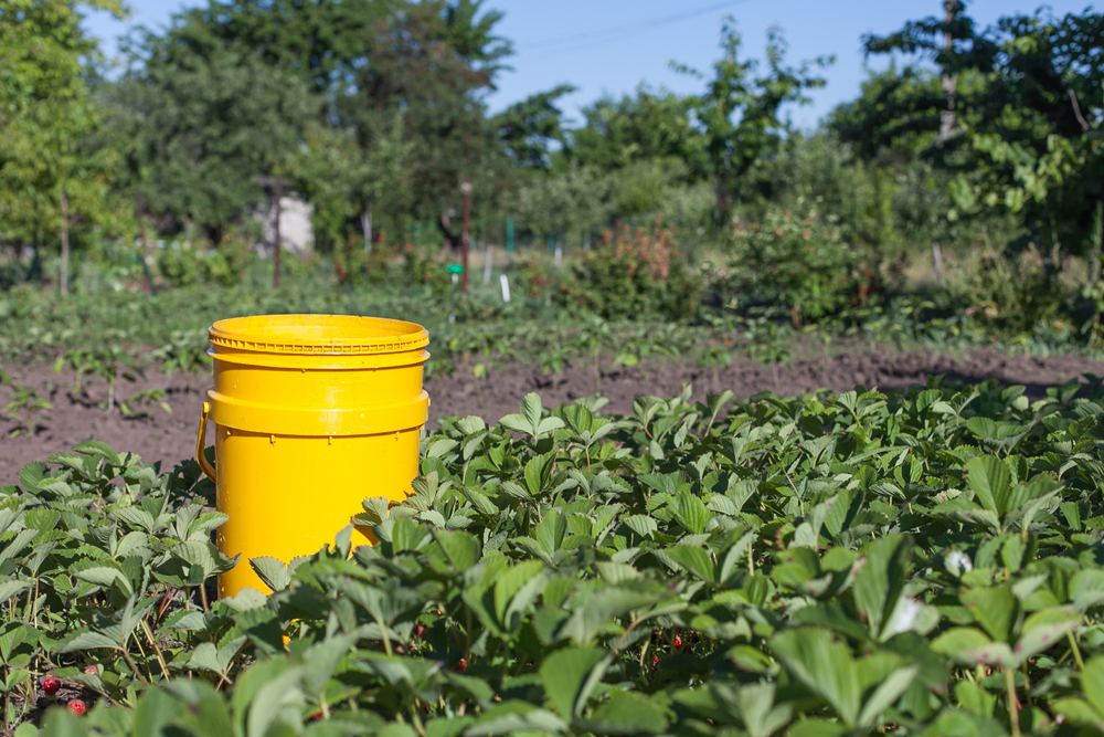 The 5-Gallon Bucket Challenge: How to Grow a Full Salad Bar in One Pail