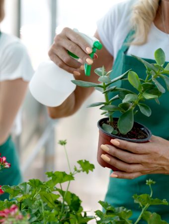 The Big Box Store Trap: 5 Things You Should NEVER Buy at the Garden Center