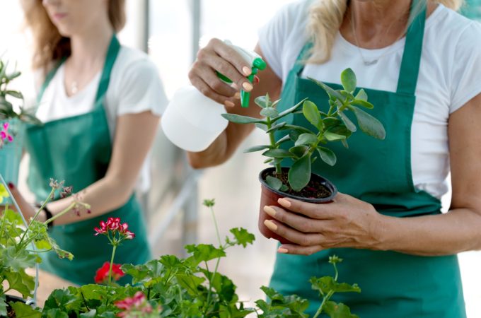The Big Box Store Trap: 5 Things You Should NEVER Buy at the Garden Center