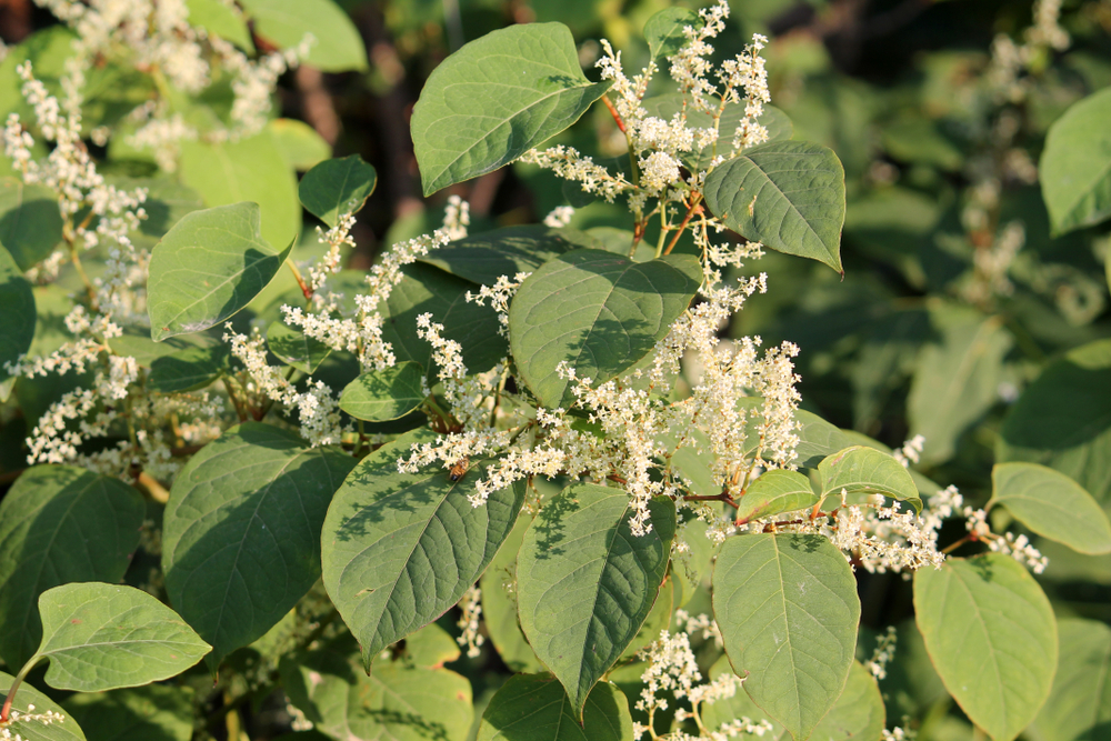 Why These 3 Invasive Plants Could Hurt Your Home Appraisal This Spring