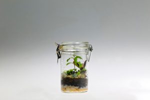Hydroponics for the Rest of Us: The $5 Mason Jar Method