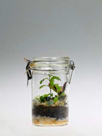 Hydroponics for the Rest of Us: The $5 Mason Jar Method