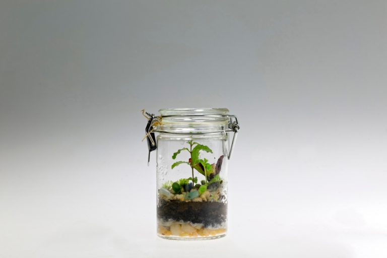 Hydroponics for the Rest of Us: The $5 Mason Jar Method