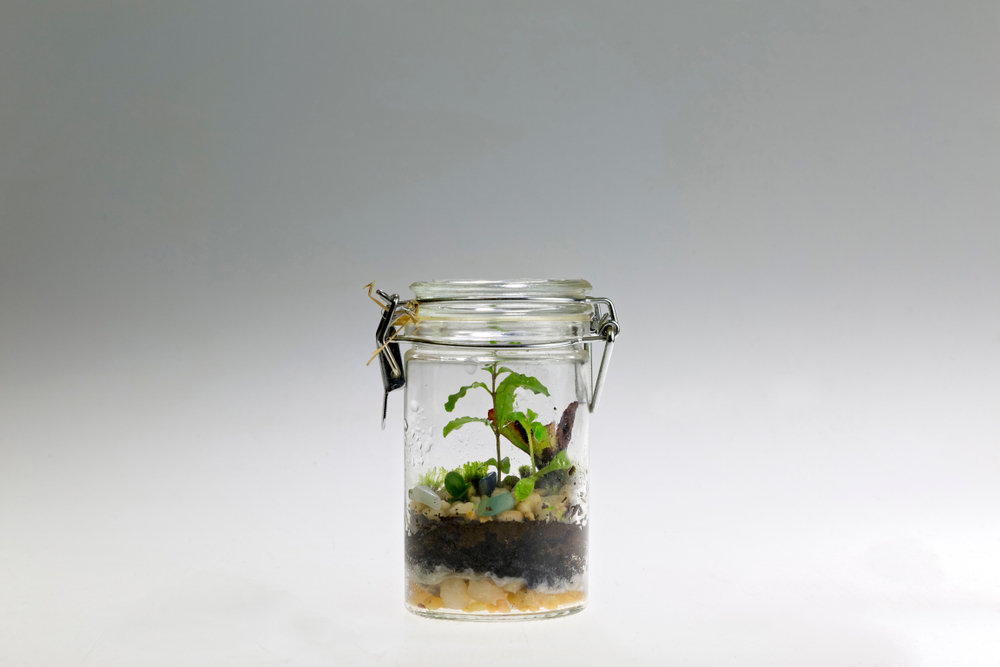 Hydroponics for the Rest of Us: The $5 Mason Jar Method