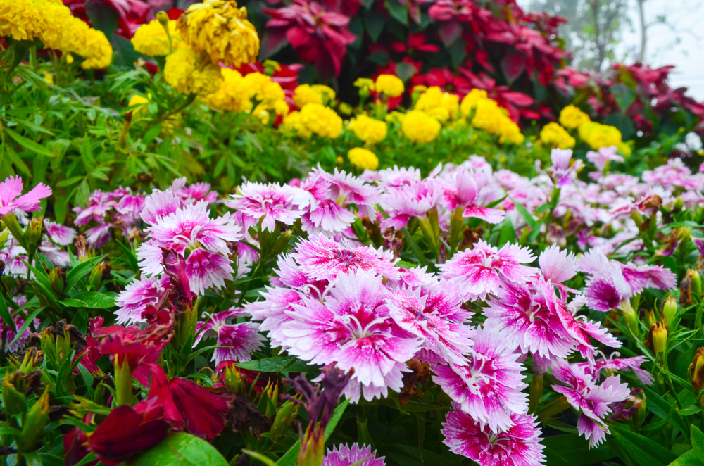 Don't Plant These 5 Things If You're on a Tight Budget