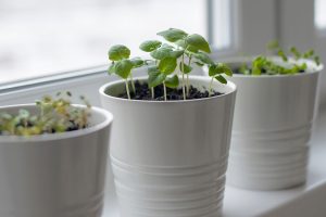 The Indoor Herb Hack: Growing Fresh Flavor in a Dark Kitchen for Pennies