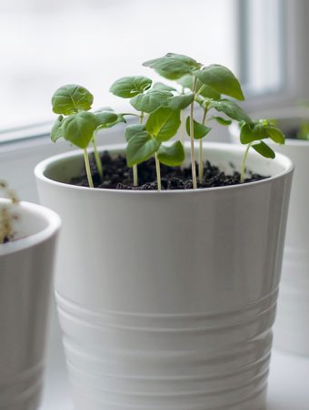 The Indoor Herb Hack: Growing Fresh Flavor in a Dark Kitchen for Pennies