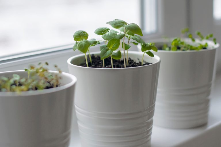 The Indoor Herb Hack: Growing Fresh Flavor in a Dark Kitchen for Pennies