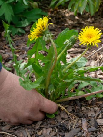 5 Ways to Reduce Weed Growth Without Chemicals