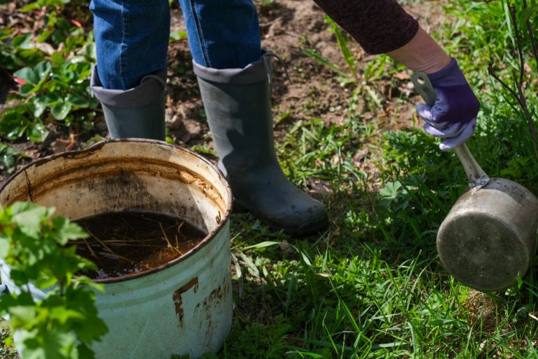 Forget Fancy Fertilizers: The 'Compost Tea' Recipe That Costs Zero Dollars