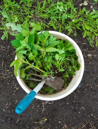 The 5-Gallon Bucket Challenge: How to Grow a Full Salad Bar in One Pail