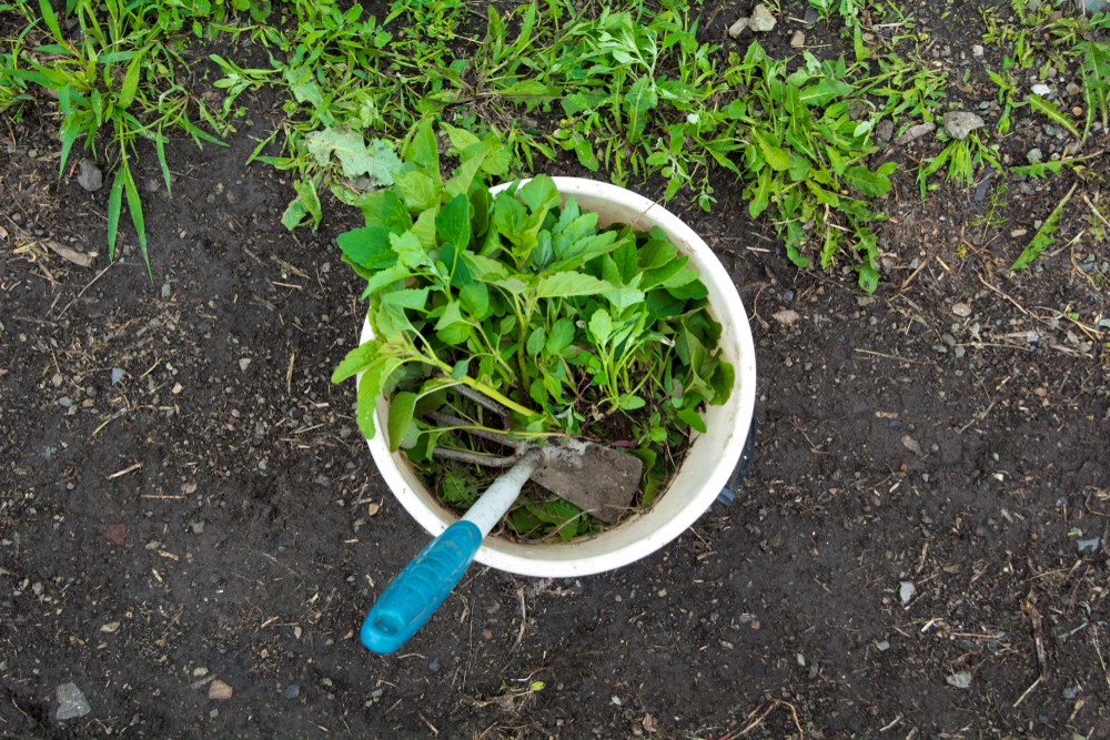 The 5-Gallon Bucket Challenge: How to Grow a Full Salad Bar in One Pail