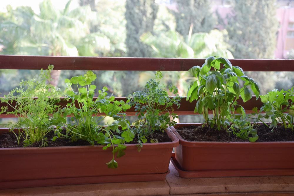 How to Grow $500 Worth of Salad Greens in a $2 Plastic Window Box