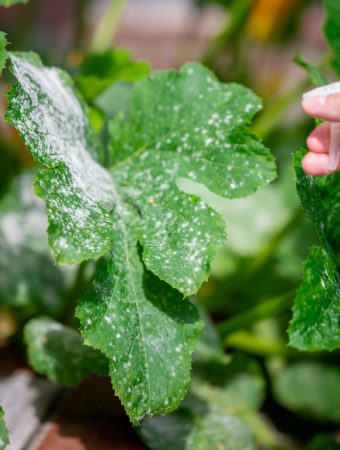 The 'Milk Spray' Solution: The Weird Way to Stop Powdery Mildew