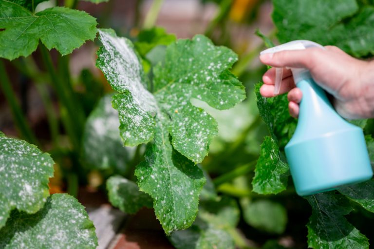 The 'Milk Spray' Solution: The Weird Way to Stop Powdery Mildew