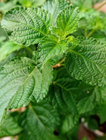 The Invasive Plant Warning: These “Free” Gifts Could Ruin Your Yard