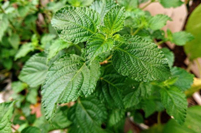 The Invasive Plant Warning: These “Free” Gifts Could Ruin Your Yard