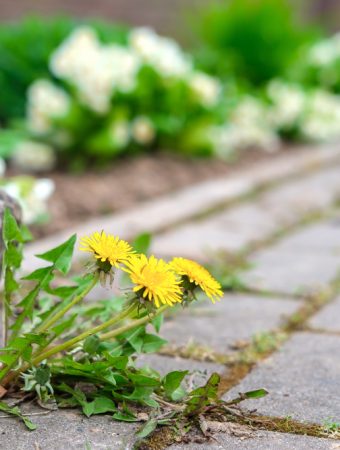 Why Your 'Weeds' Are Actually a Free Superfood Salad