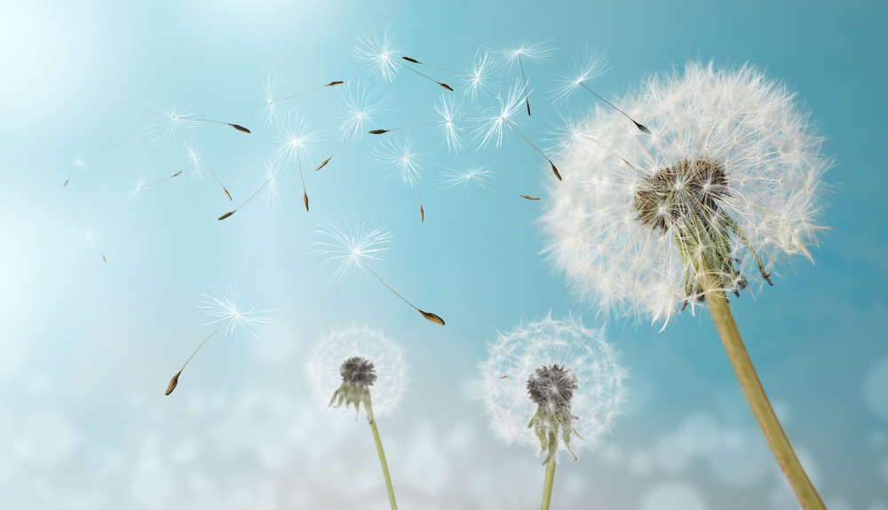 Why Your 'Weeds' Are Actually a Free Superfood Salad