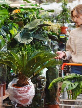 The Mid-Season Clearance Hack: How to Score 'Dead' Plants for 90% Off