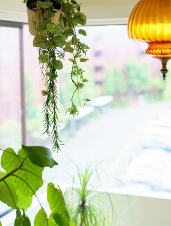 Apartment Gardening: The $20 Setup for a Balcony Bounty