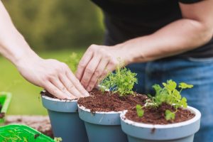 The Potting Mix Scams: Don’t Fall for These 3 Expensive Marketing Tricks