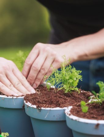 The Potting Mix Scams: Don’t Fall for These 3 Expensive Marketing Tricks