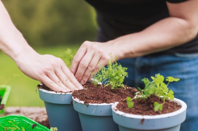 The Potting Mix Scams: Don’t Fall for These 3 Expensive Marketing Tricks