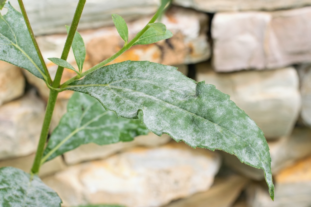 The 'Milk Spray' Solution: The Weird Way to Stop Powdery Mildew