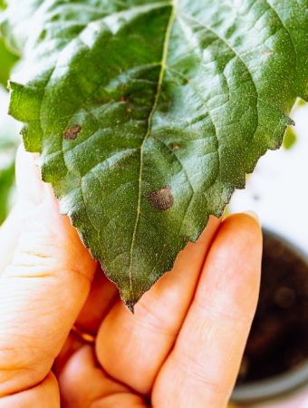 Common Leaf Spot Problems and How to Treat Them