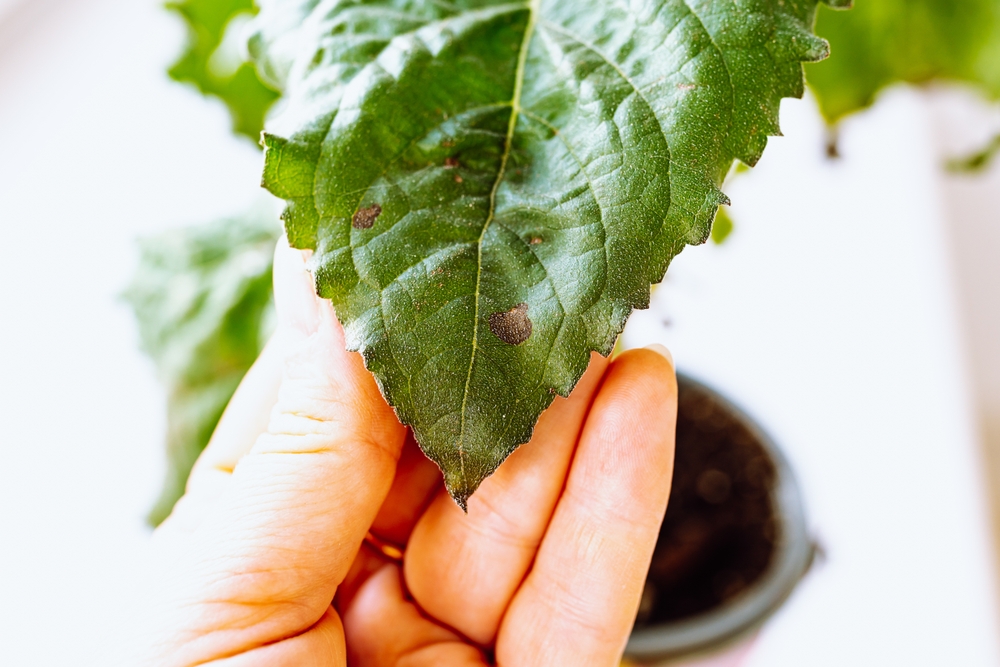 Common Leaf Spot Problems and How to Treat Them