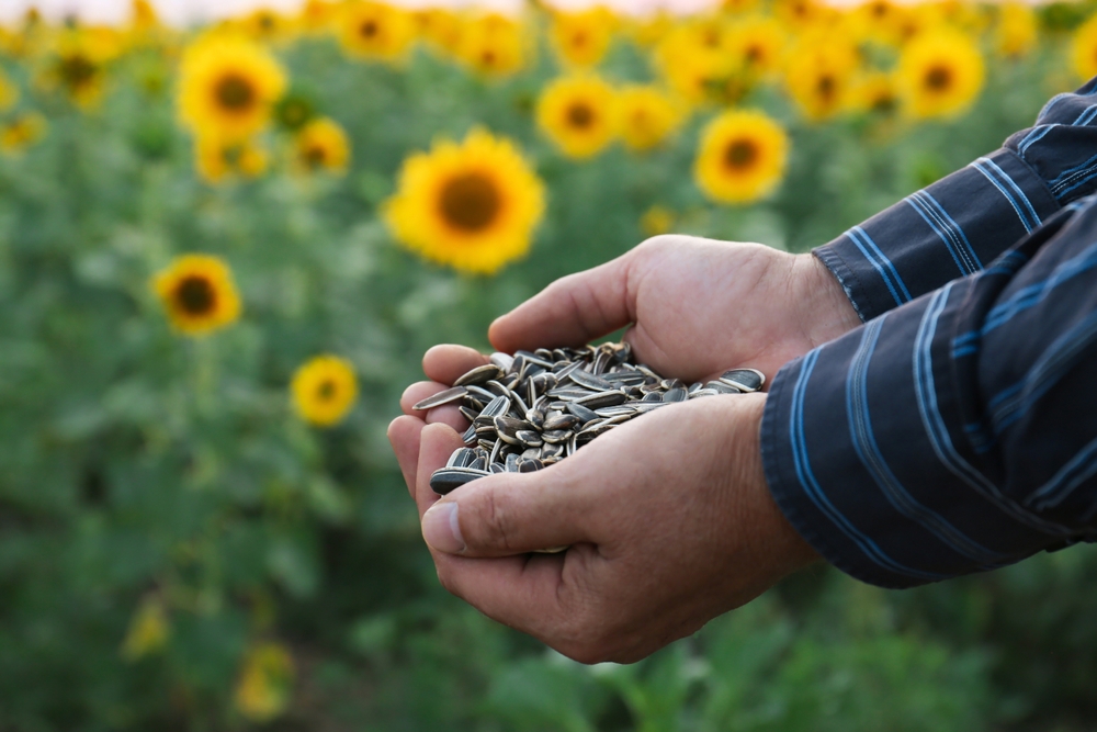 6 Flower Varieties That Bloom Quickly After Late Spring Planting