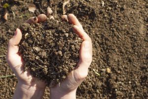 Why Your 'Organic' Soil Might Be Hiding a Dirty Secret