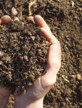 Why Your 'Organic' Soil Might Be Hiding a Dirty Secret