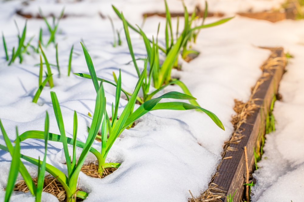 The Winter Sowing Method: Why You Should Start Your Garden in the Snow