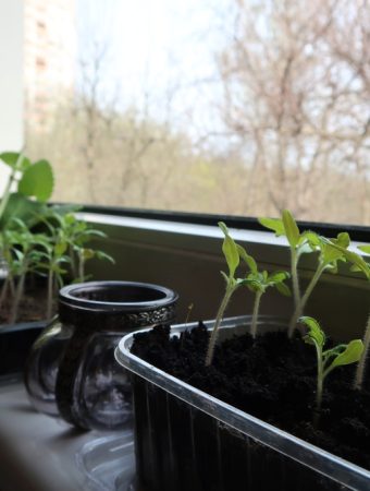 The Window Sill Secret: Why You Don’t Need a Yard to Be a Farmer