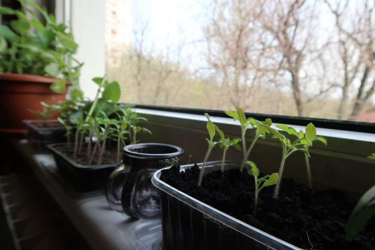 The Window Sill Secret: Why You Don’t Need a Yard to Be a Farmer