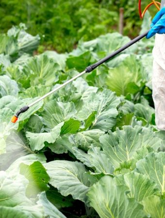 The Pesticide Lie: Why You’re Paying for Chemicals You Already Have in Your Pantry