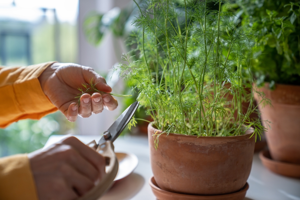 The Stealth Garden: How to Grow Food in an Apartment Without Anyone Noticing