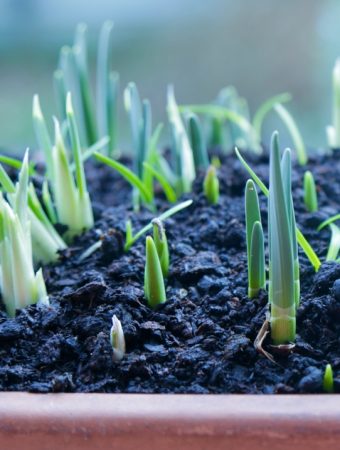 How to Grow $500 Worth of Salad Greens in a $2 Plastic Window Box