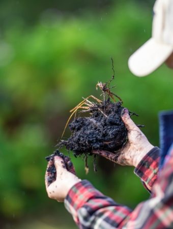 5 Warning Signs Your Compost Is Too Wet and Losing Nutrients